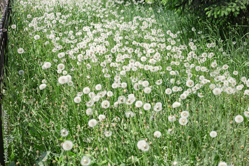 White fluffy dandelions flower in nature  natural  background. Many flowers in meadow. Selective focus.