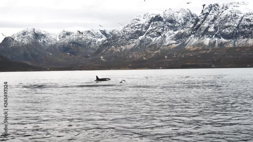 orcas and humpback whales hunting for herrings in the fjords of Norway in winter