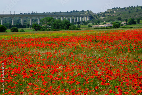 Champ de coquelicots au printemps. Provence  France.