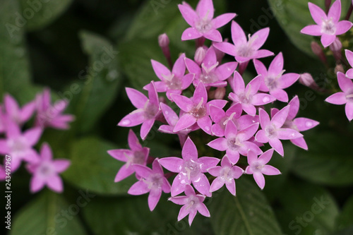 Ixora lobbii Loudon in garden