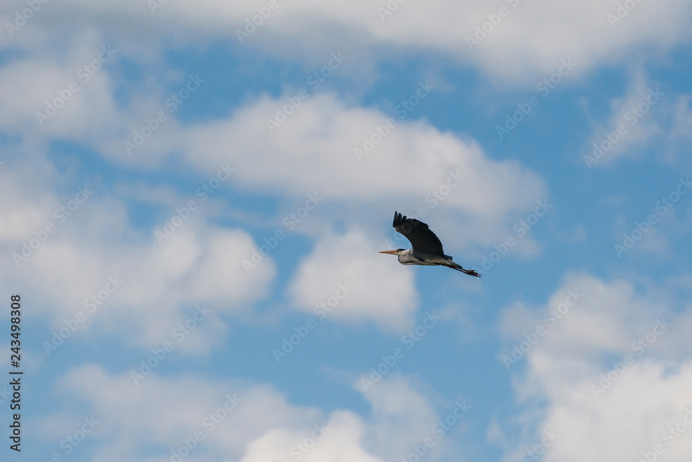 Wild heron bird in flight against a blue sky clouds.