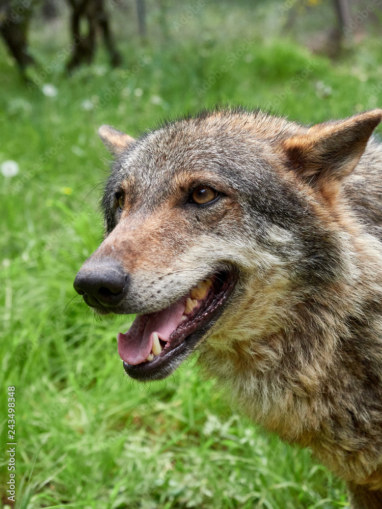 A wolf (Canis lupus) in a meadow with grass in the mountains near the town of Riópar, Spain