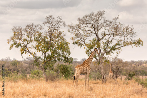 Canvas Print Two Giraffes in Kruger Natioanl Park