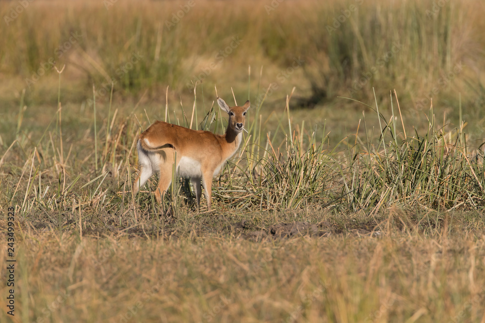 Red Lechwe in Botswana Africa Red Lechwe in Botswana Africa