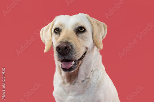 PORTRAIT OF A HAPPY LABRADOR RETRIEVER DOG. ISOLATED STUDIO SHOT AGAINST CORAL BACKGROUND.