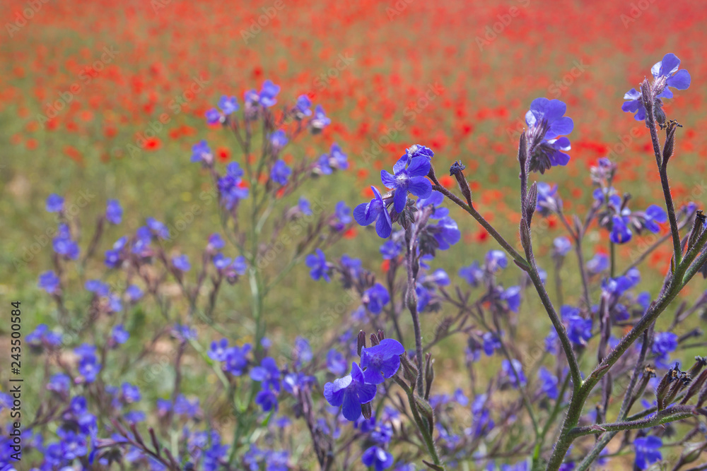 Colorful wild flowers in spring, anchusa azurea and red poppies on the background