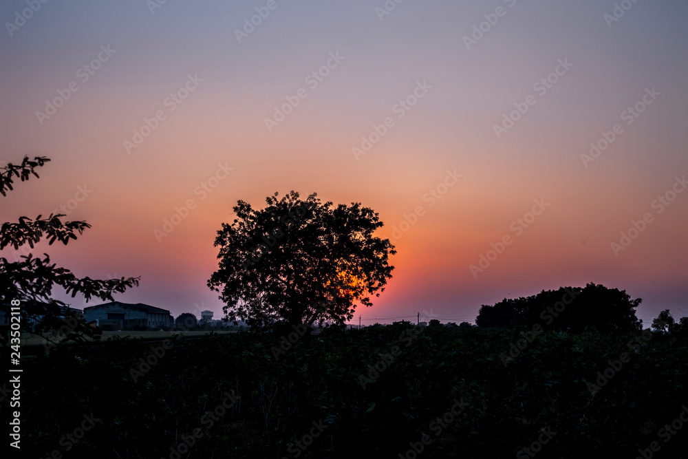 Silhouette of a tree during sunset with clouds in the deep wilderness of forest concept of loneliness and break-up.