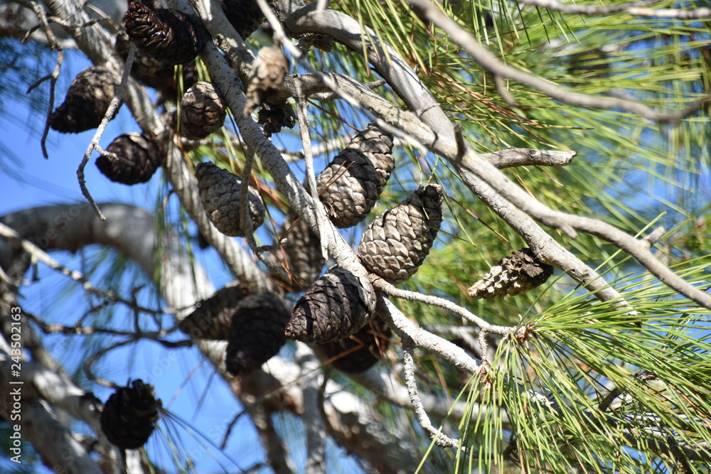 Calabrian Pine Cones, Akamas Peninsula, Cyprus Calabrian Pine Cones, Akamas Peninsula, Cyprus