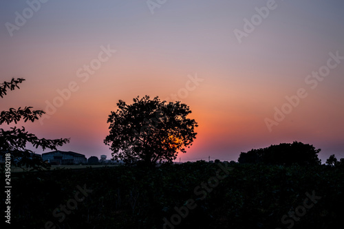 Silhouette of a tree during sunset with clouds in the deep wilderness of forest concept of loneliness and break-up.