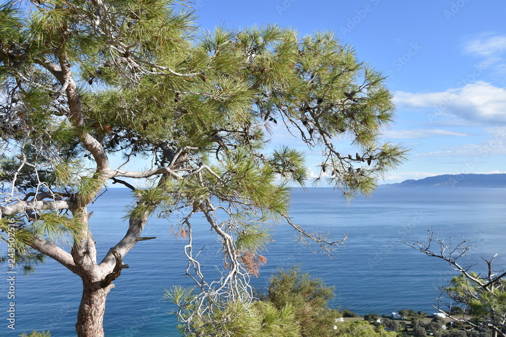 Calabrian Pine on the Mediterranean, Akamas Peninsula, Cyprus