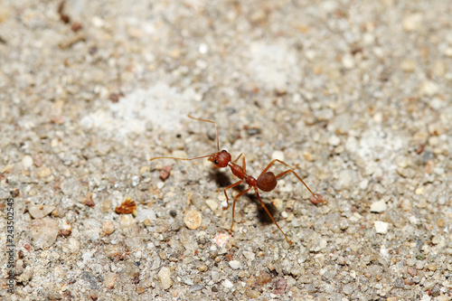 Oecophylla smaragdina Fabricius (red ant) on floor