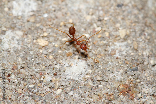 Oecophylla smaragdina Fabricius (red ant) on floor © pumppump