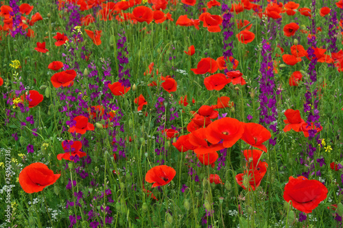 Fototapeta Naklejka Na Ścianę i Meble -  Beautiful colorful flowers, poppies on the field