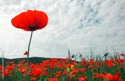 Fototapeta Naklejka Na Ścianę i Meble -  Beautiful flowers poppies against the blue cloudy sky