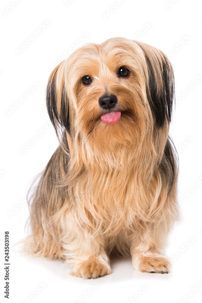 Little cross breed dog isolated on white background