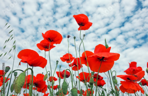 Beautiful flowers poppies against the blue cloudy sky