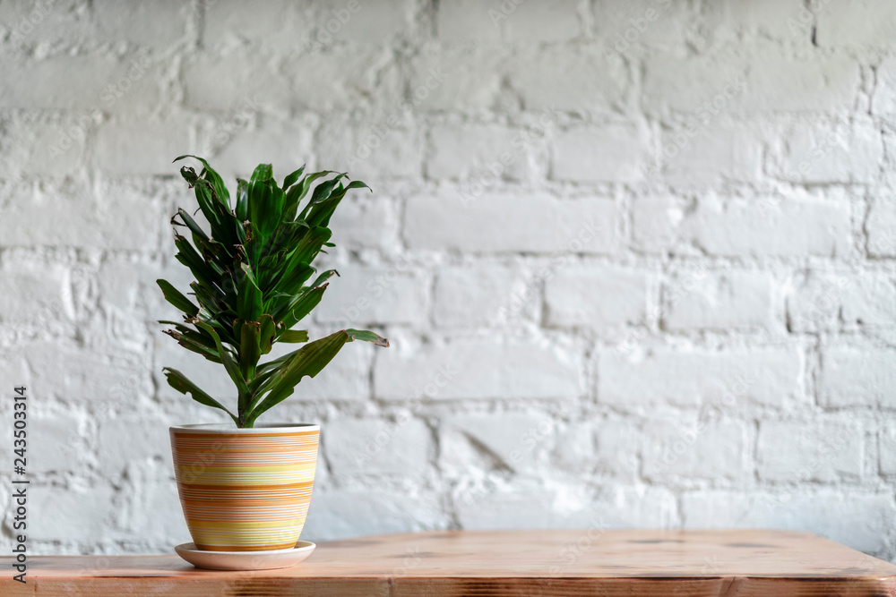 potted plant in front of a white brick wall