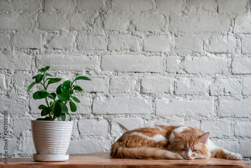  sleeping red cat, potted plant, in front of a white brick wall
