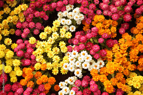 Colorful chrysanthemum The flowers in the garden are white, pink, orange and yellow. © boonchok