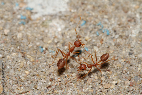 Oecophylla smaragdina Fabricius (red ant) on floor © pumppump