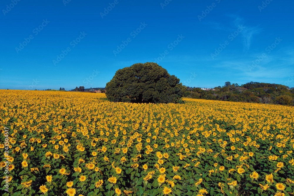 Sunflower: Aerial view of colored plantation. Countryside view. Beautiful landscape.