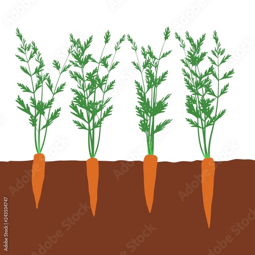 4 carrots in the soil vegetables in the garden vector illustration