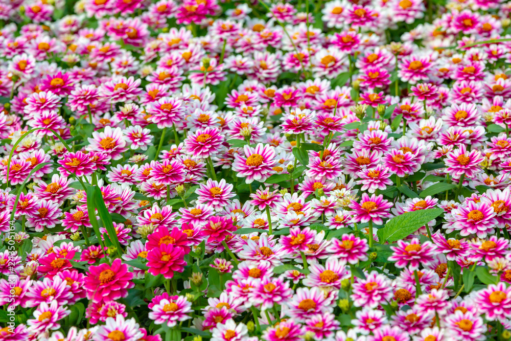 Naklejka premium pink flowers field