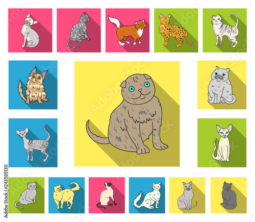 Breeds of cats flat icons in set collection for design. Pet cat vector symbol stock web illustration.