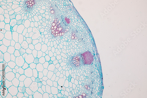 Fotografie Cross-section Dicot, Monocot and Root of Plant Stem under the microscope for classroom education