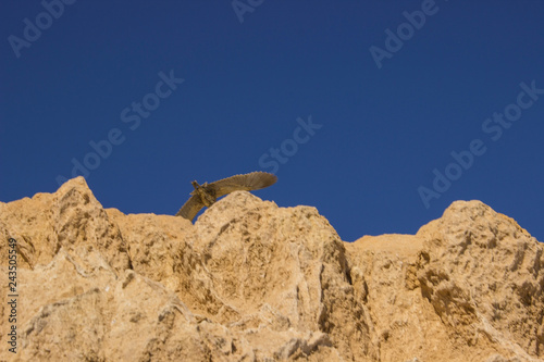 rock in the desert with bird 
