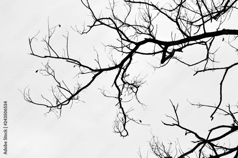 Fototapeta premium beautiful tree branch isolated on pale white background