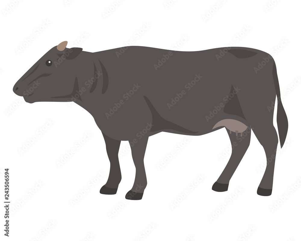 Fototapeta premium 黒毛和牛