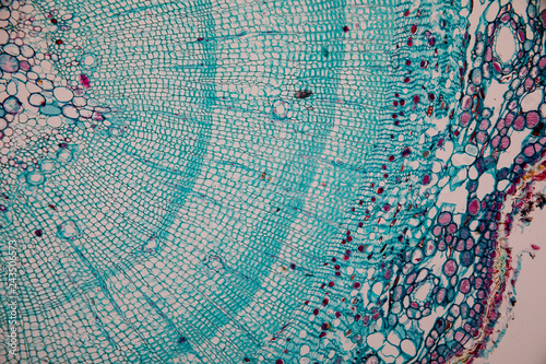 Fotografi Cross-section Dicot, Monocot and Root of Plant Stem under the microscope for classroom education