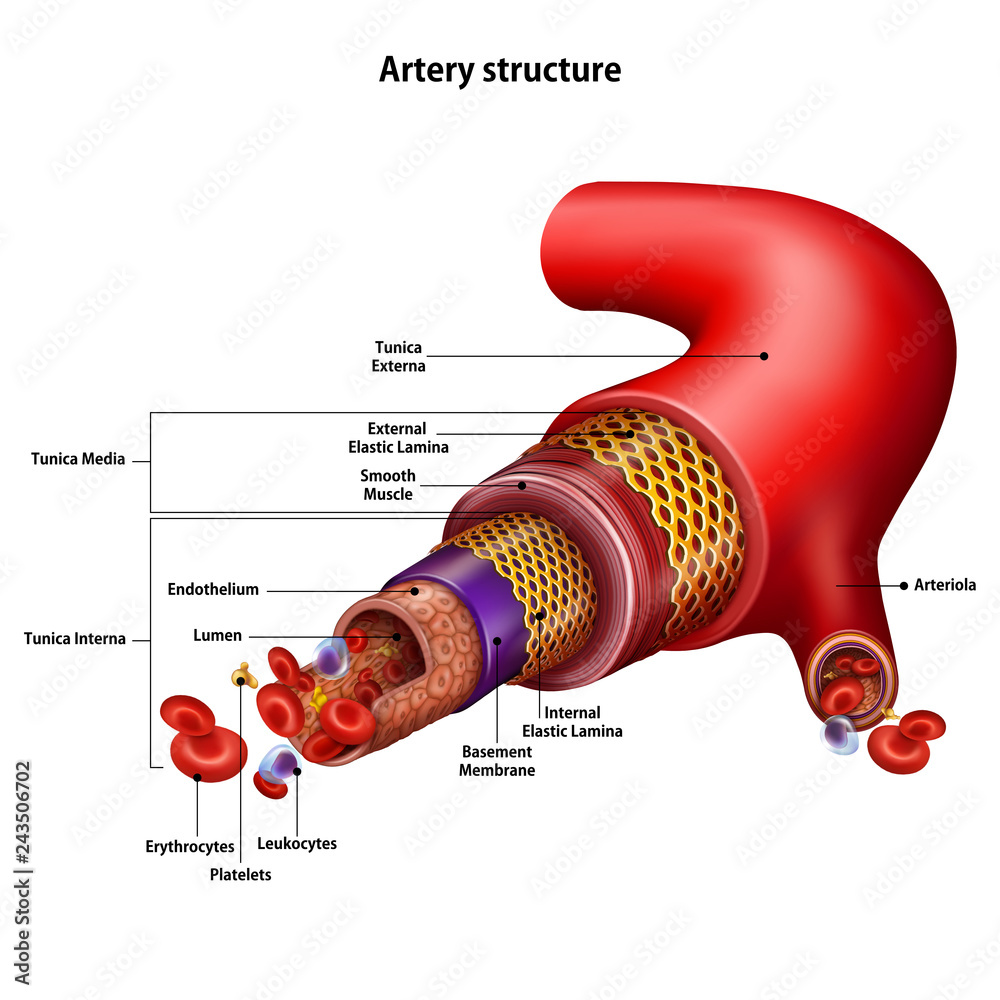 Artery Structure With The Name Of All Structural Elements Vector