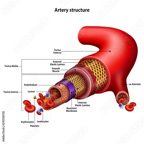 Artery structure with the name of all structural elements. Vector illustration on white background