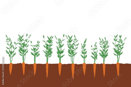 10 carrots in the ground vegetables in the garden vector illustration