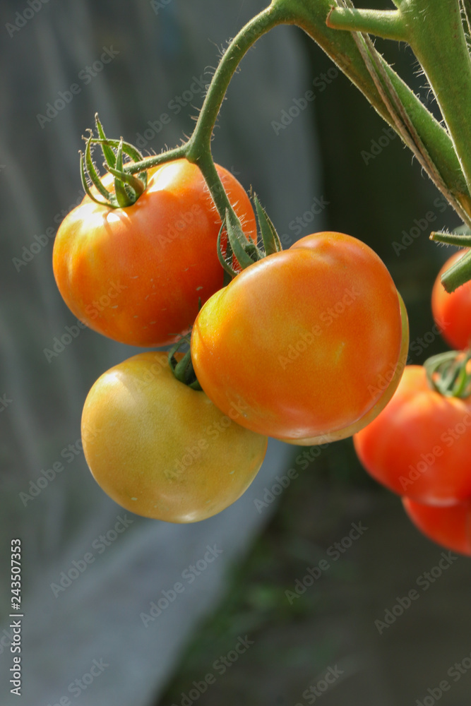 Tomato at garden