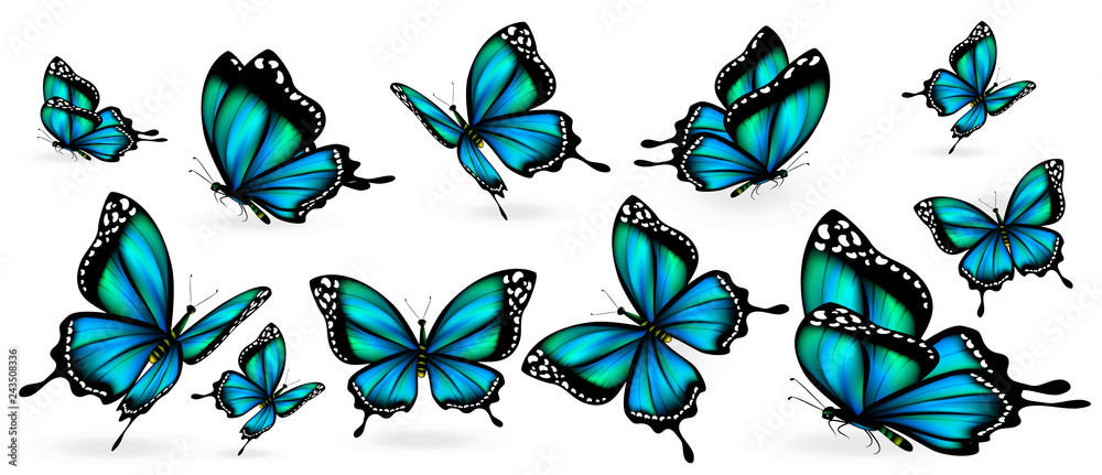 Fototapeta piękne niebieskie motyle, odizolowane na białym