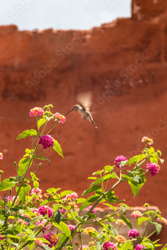 Giant Hummingbird.(Patagona gigas) feeding on lantana flowers photo