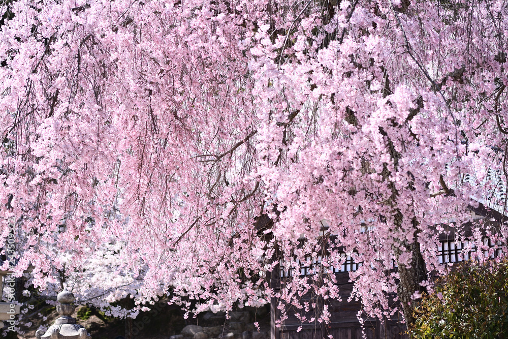 枝垂桜 枝垂桜