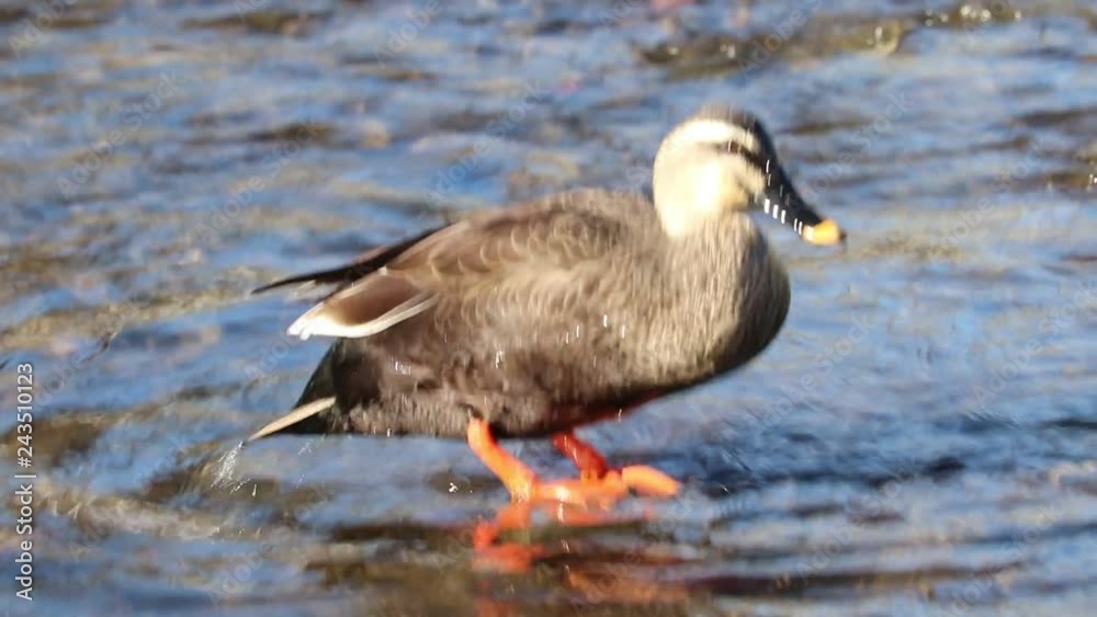Spot-Billed Duck is grooming itself in the brook. Spot-Billed Duck is grooming itself in the brook.