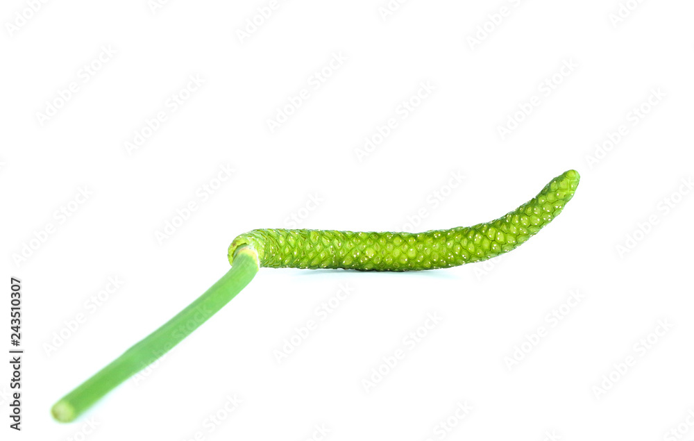 Pinellia ternata white background in studio Pinellia ternata white background in studio