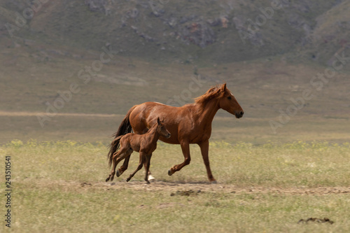 Wild Horse Mare and Foal