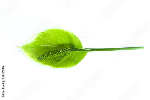 Pinellia ternata white background in studio photo