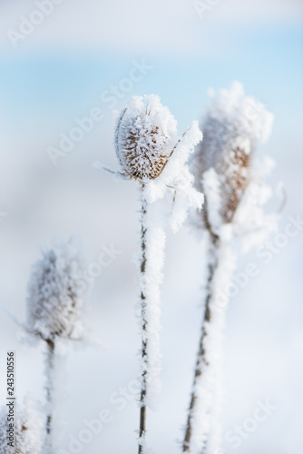 Snowy dry thistle plant. Nature in winter © dero2084