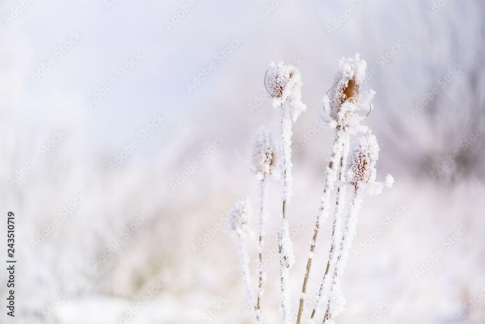 Snowy dry thistle plant. Nature in winter Snowy dry thistle plant. Nature in winter