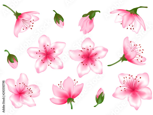 Spring flower tree blossom vector illustration set
