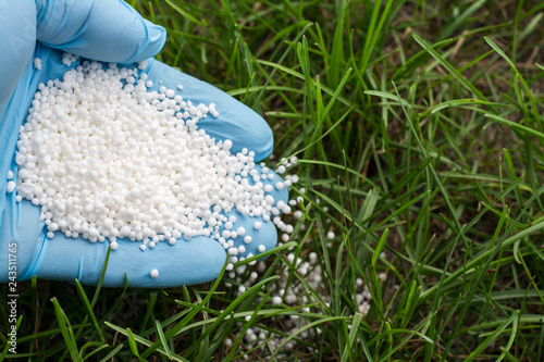 Fotografie Hand in blue glove fertilizes green grass. Fertilizing lawn