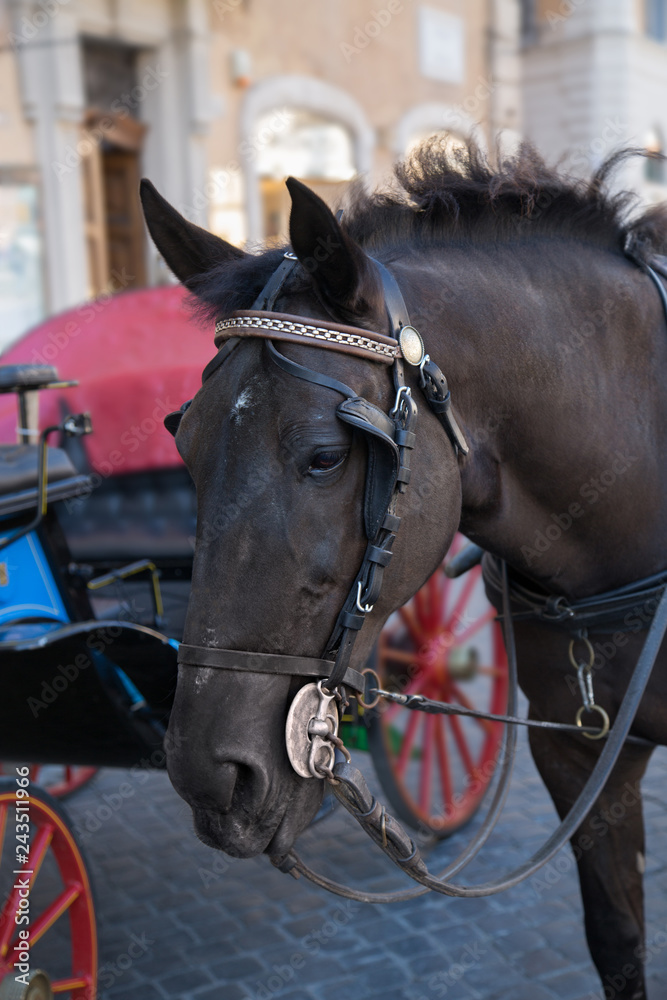 Horse with a harness stands on the streets of Rome, waiting for tourists Horse with a harness stands on the streets of Rome, waiting for tourists