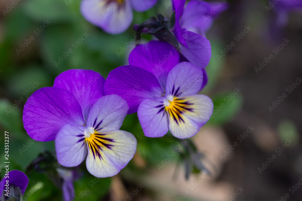 Flowers heartsease on the flowerbed Flowers heartsease on the flowerbed